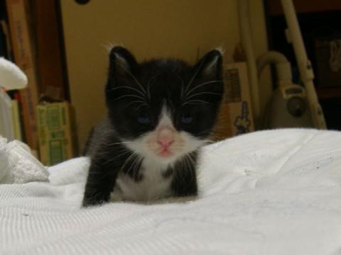 白黒で、深めの八割れさんです。