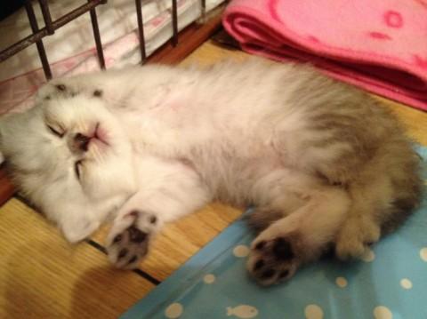 両親が血統書付のチンチラです☆