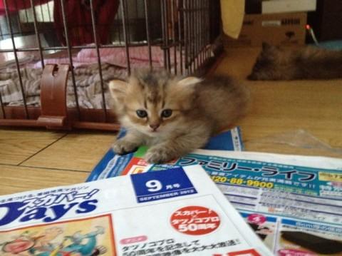 ママがチンチラシルバーでパパがチ