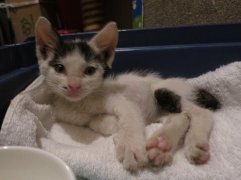 とても甘えん坊で、人間のそばを離