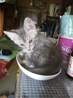 とにかく良く遊ぶ元気な子です。