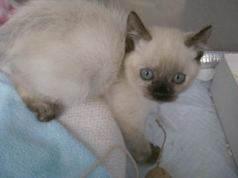 シャムネコの柄です。
尻尾は真