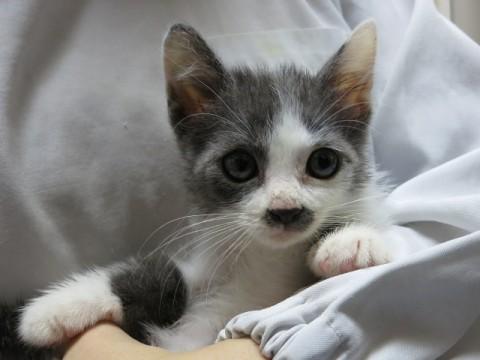 人間大好き＆スーパー元気なチビ猫