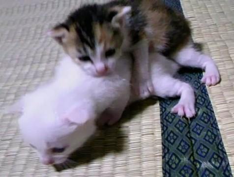 性別の方は おそらく三毛猫が女の
