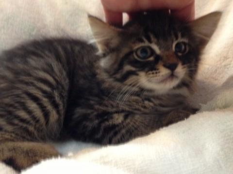 元気な男の子です。猫じゃらし大好