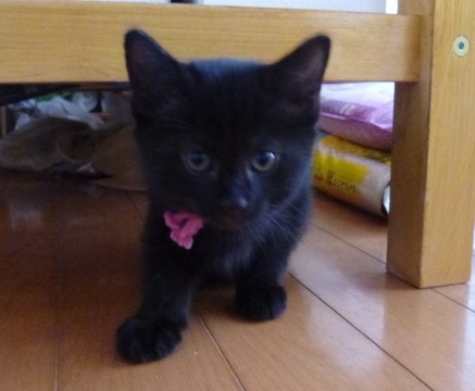 全身まっ黒のクロネコちゃんです。