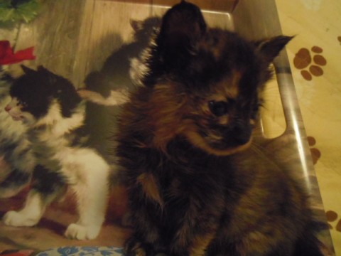 サビ猫に特徴的な顔をしていますが