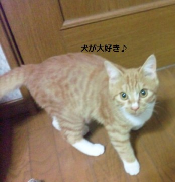 茶白　オス

名前の通り、靴