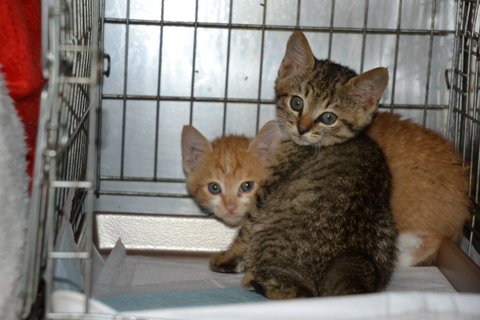 器量も性格もよい子たちです。よろ