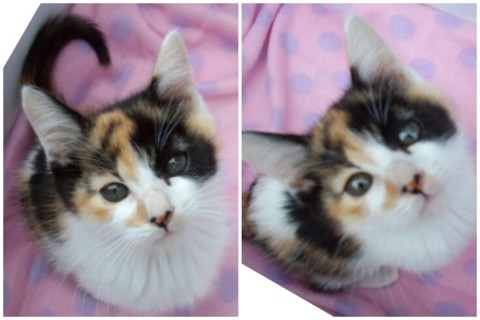 ＊三毛猫のミミコちゃん

ミ