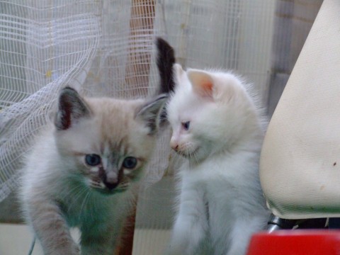 元気な男の子です。
 
全体