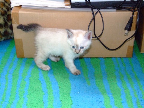 可愛い女の子です。

全体に