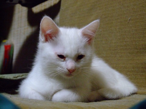 真っ白な元気な男の子です。
