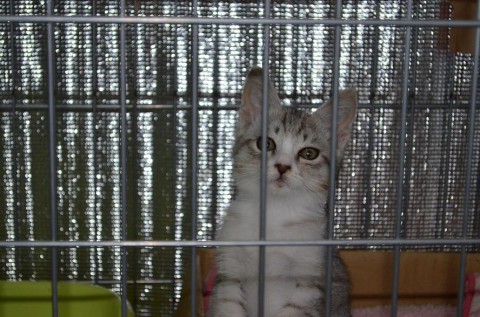 毛色はグレーの虎柄
とても元気