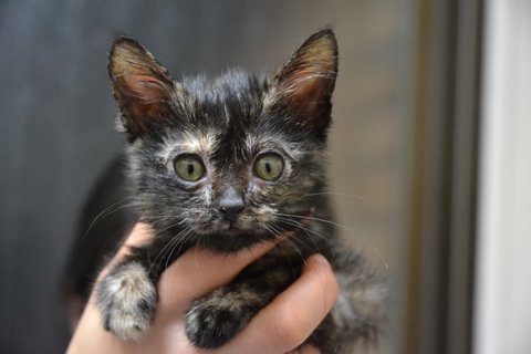 ゴロゴロ＆スリスリとっても可愛い