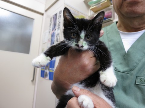 保護時はシャーシャー言ってました