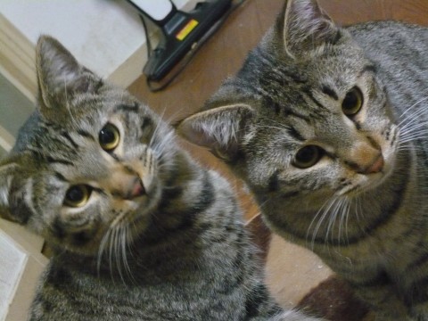 キジトラ。おとなしい子です。