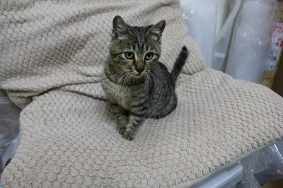 体重は1.5キロで、柄はキジトラ