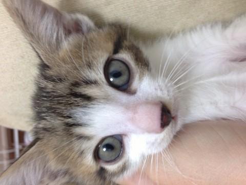 お鼻が真っ黒でとっても可愛いです
