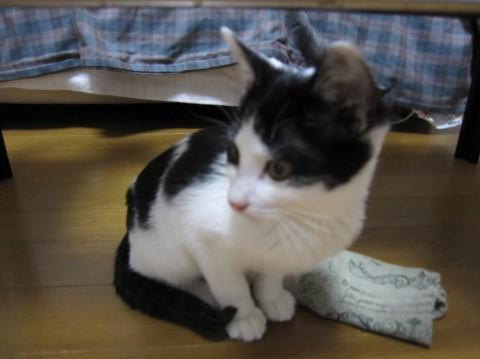 白黒のホルスタイン柄でハート模様