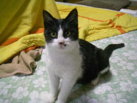 白黒猫です。
とにかく甘えん坊