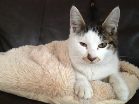 色はキジトラのブチです。ずんぐり