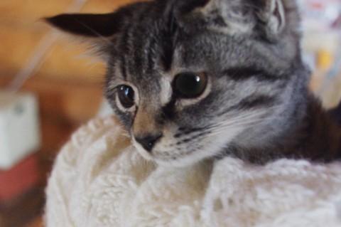 シルバーの可愛いサバ猫ちゃんです