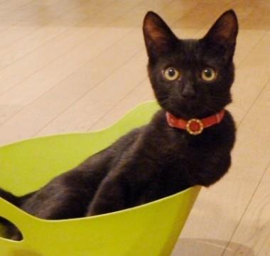 黒猫ちゃんですが、真っ黒と言うよ