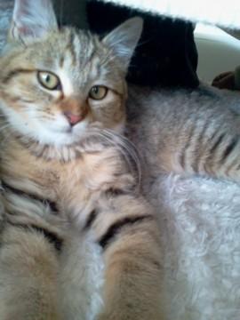 猫が大好きでいつも他の猫とくっつ