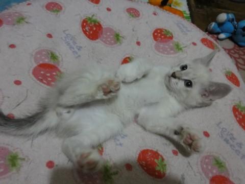 シャムねこぽい感じのＭixです。