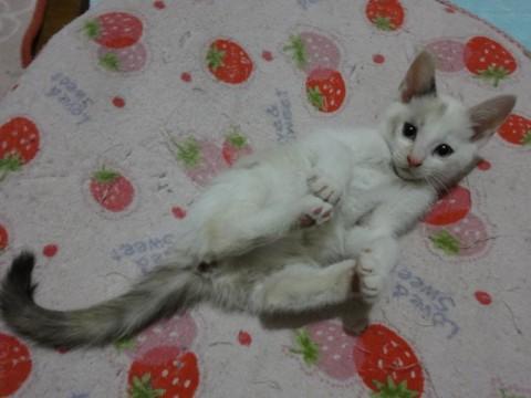 シャムねこぽい感じのＭixです。