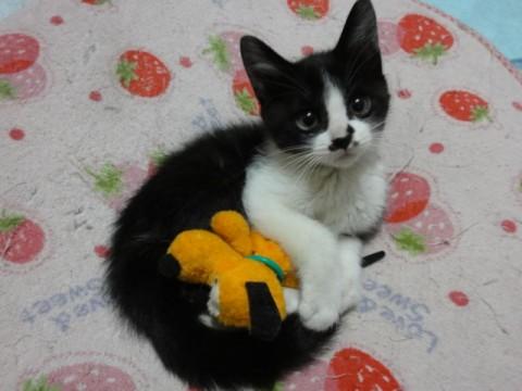 白黒のハチワレでとてもかわいい子