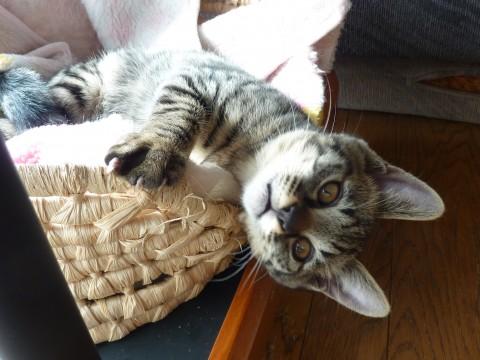 トラ猫
シルバーの地に黒のはっ