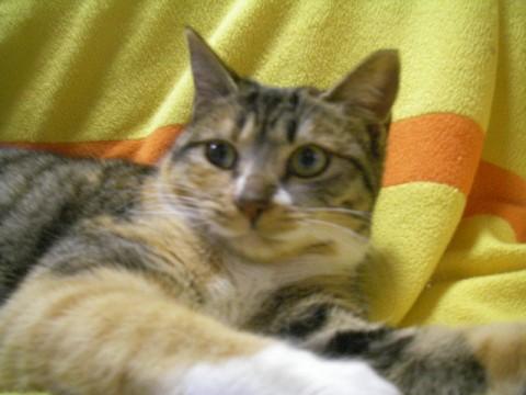 トラ柄の三毛猫です。

ご飯