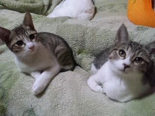 とっても仲の良い兄弟猫です。