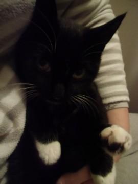 ４本足すべてに白い足袋を履いてい