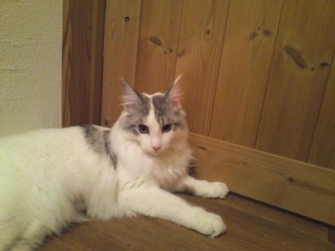 メインクーンという種類の猫です。