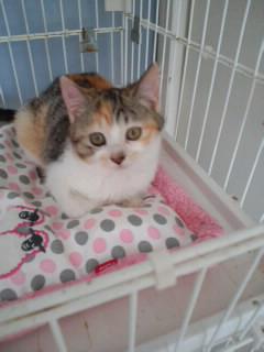 他の猫ちゃんとよく遊びます。