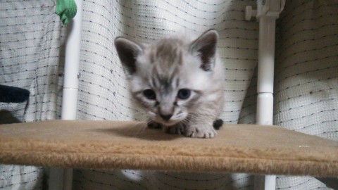 ブルーマッカレルタビー