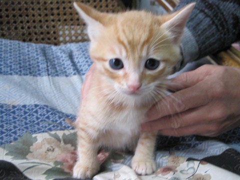 茶トラ　人懐っこい　とにかく4匹