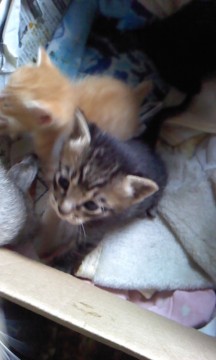4匹の中で次にかわいい子猫です。