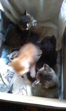 4匹の中で次にかわいい子猫ですキ