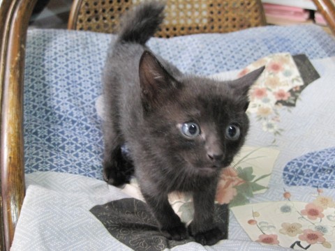 4匹の中で初めはフーフーと威嚇し