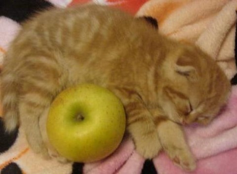 茶色のオス猫ちゃんです。
耳が