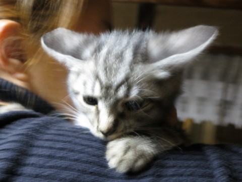 人見知りはしません。子猫なのです