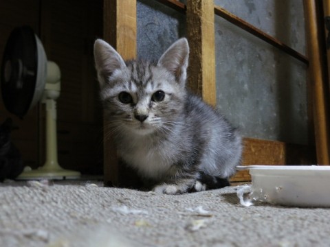 人見知りはしません。子猫なのです