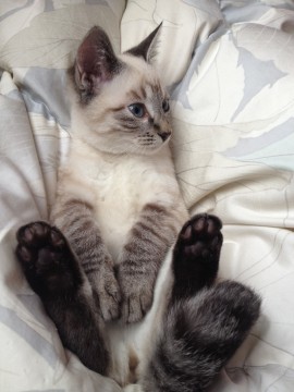 ◇トラ猫とシャム猫の雑種
◇甘