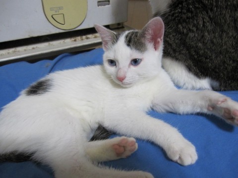 白地に耳の付け根、しっぽ右の腰に