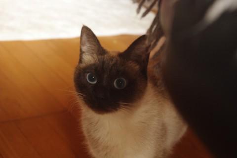 うちに来た当初は怯えて、人間に対