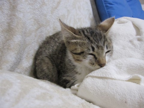 雉虎×白　雉虎ベースでお腹や胸、